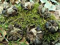 Astraeus hygrometricus-amf827-2